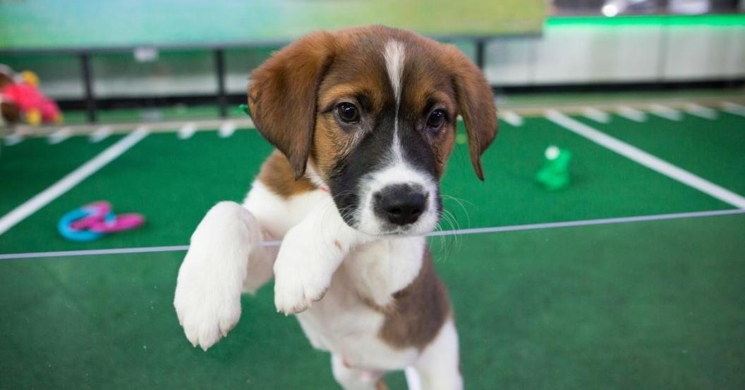 puppy-bowl-getty-images-20102339.jpg