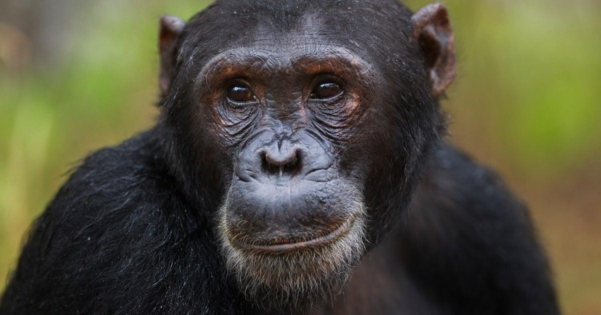 Woman Banned From Zoo After 4Year 'Affair' With Chimpanzee