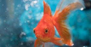 Pet Goldfish Grows to Enormous Size After Being Discarded in Lake — See the Photos