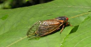 Cicada Cam Comes to Discovery to Kick off ‘Cicada Week’