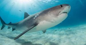 Drunk Man Killed in Shark Attack While Using Ocean as Bathroom