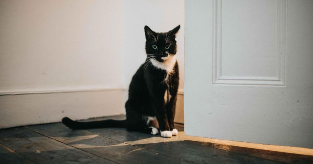 cat.jpg