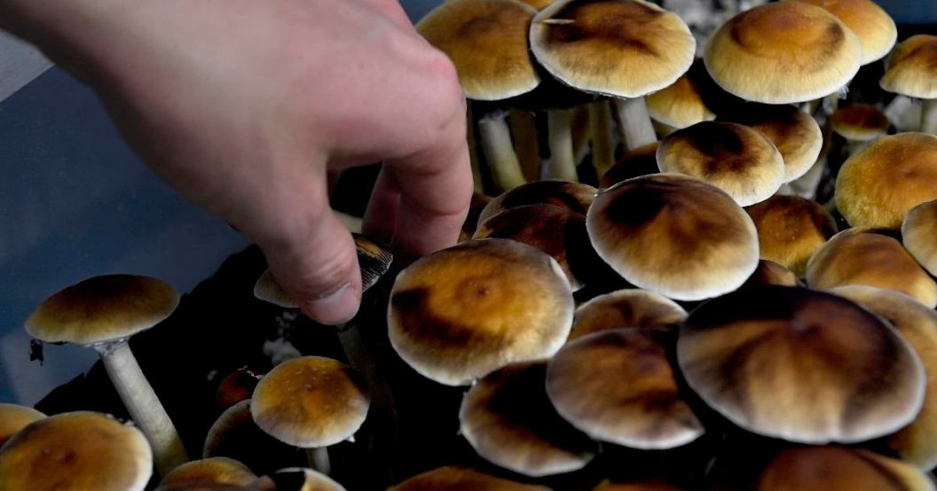 psychedelic-mushrooms-psilocybin-getty.jpg