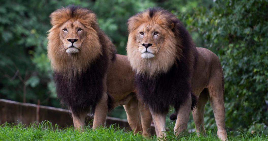 lions.jpg