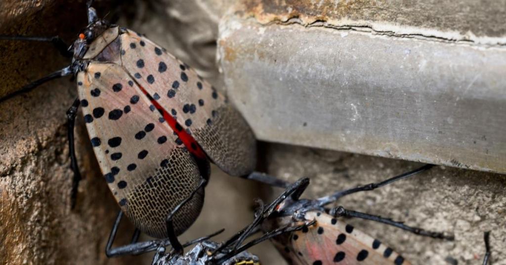 spotted-lanternfly-getty-images.jpg