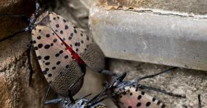 Why Authorities Want You to Destroy Every Lanternfly You See Despite Its Good Looks