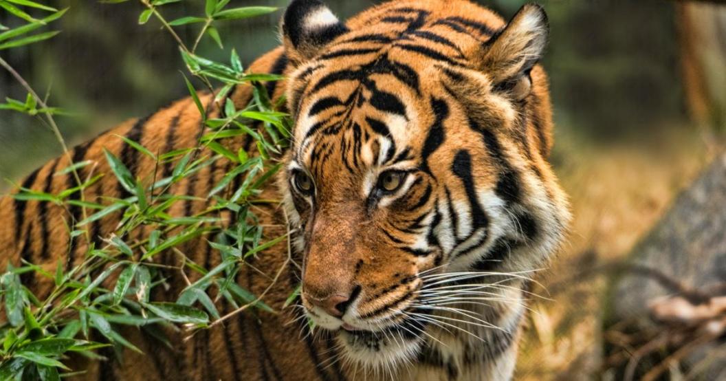 malayan-tiger-getty-images.jpg
