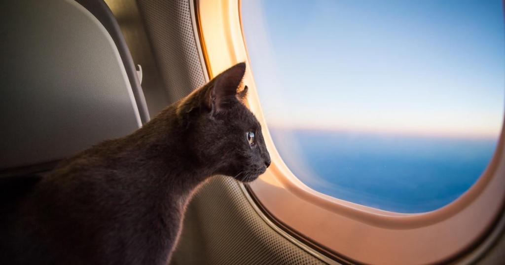 cat-on-a-plane-getty-images.jpg