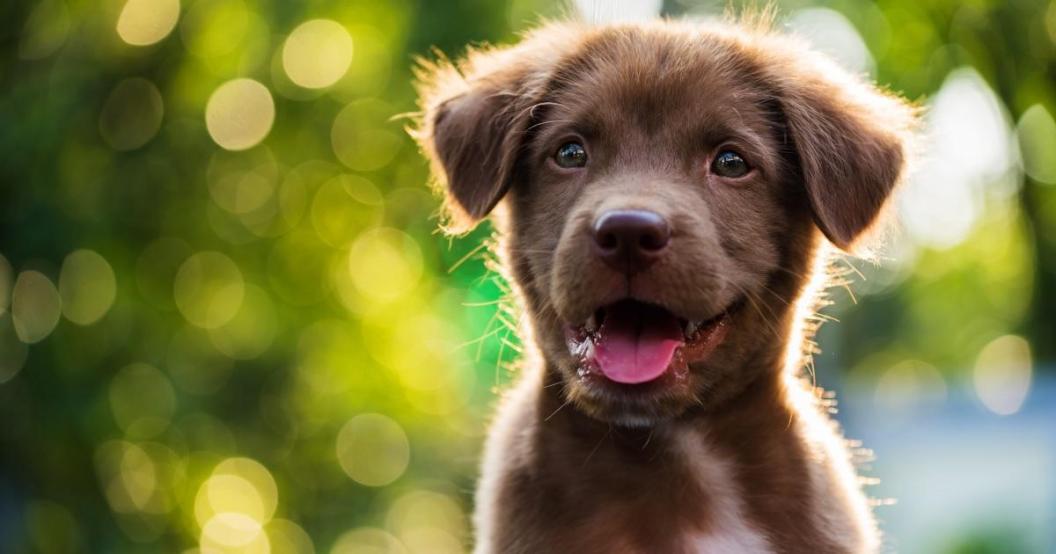puppy-getty-images.jpg