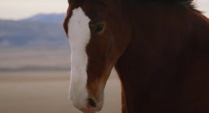 Budweiser’s Super Bowl 2022 Commercial Reunites Wounded Clydesdale and Dog