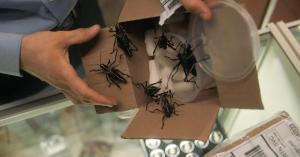Investigation Into $50K Bug Heist Gets Tense in ‘Bug Out’ Exclusive Clip