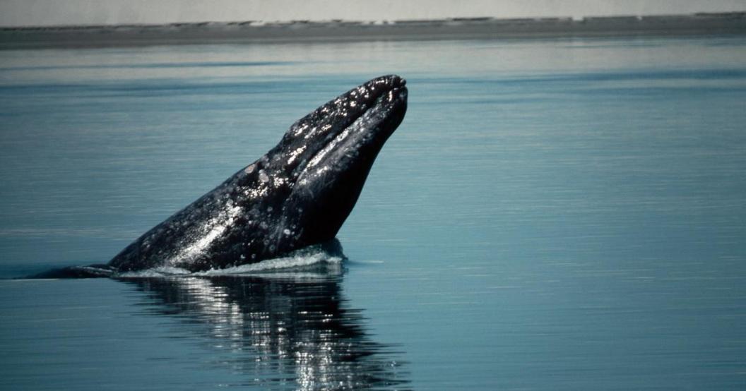 gray-whale-getty-images.jpg