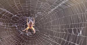 ‘Arachnophobia’ Remake Lands ‘Paranormal Activity’ Director