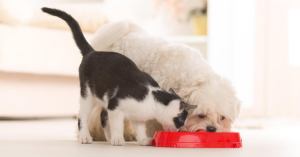 FDA Issues Alert After Pet Food Is Tested Positive for Salmonella