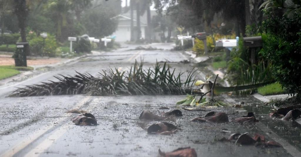 hurricane-ian-tree-getty-images.jpg