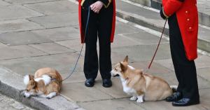 Prince William Gives Update on Queen Elizabeth’s Corgis