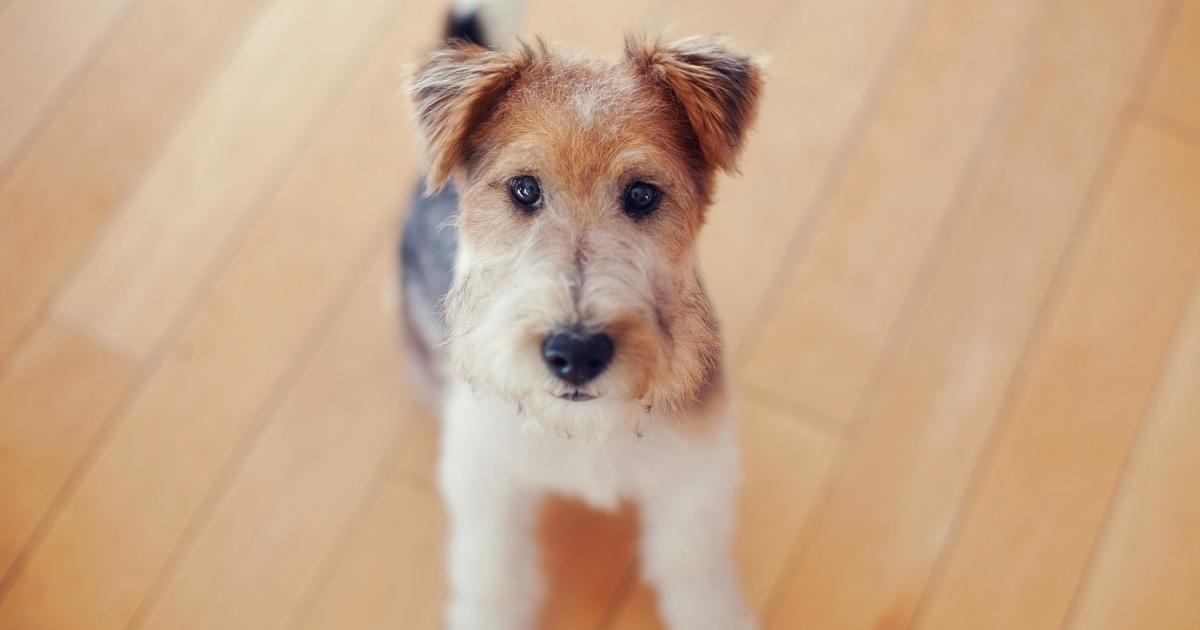 Pebbles the Fox Terrier, World's Oldest Dog, Dies at 22(01)