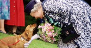 Queen Elizabeth’s Corgis Receive Uplifting Update After Her Death