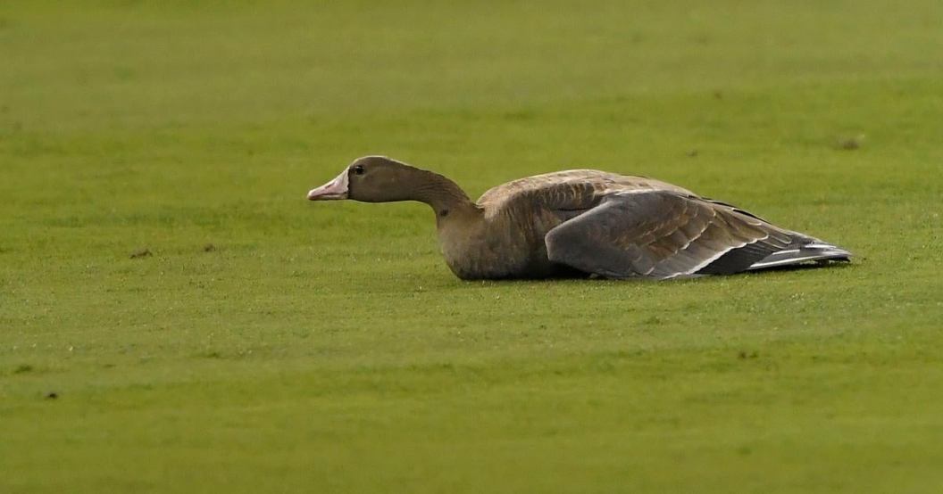 goose-mlb-playoff-game-reactions.jpg