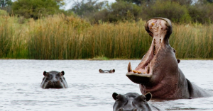 Hero Bystander Stones Hippo to Rescue Swallowed 2-Year-Old Boy