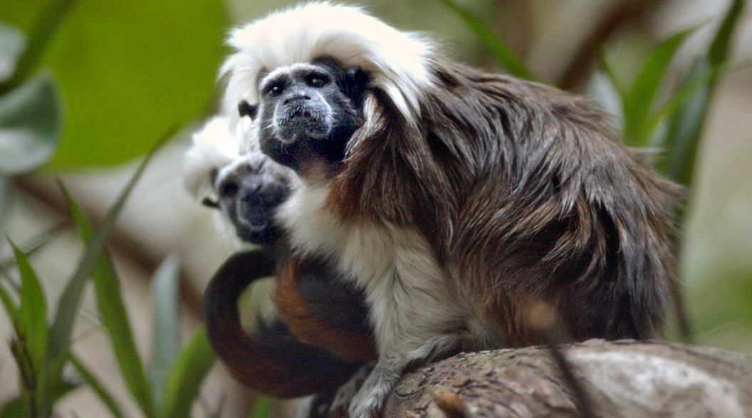 Joey McLeister/Star Tribune Apple Valley,Mn.,Tues.,May 24, 2005--(Left to right) The female and male cotton-top tamarins sit on one of the branches in the Minnesota Zoo's new exhibit, "Creatures Beneath the Canopy" opening May 28 on the Tropics Trail.  (T