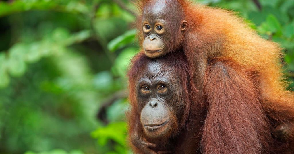 Bornean Orangutan femalecarrying her son