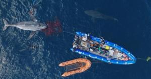 Shark Week’s Dr. Austin Gallagher Teases Major Great White Shark Discovery in ‘Belly of the Beast: Feeding Frenzy’ (Exclusive)