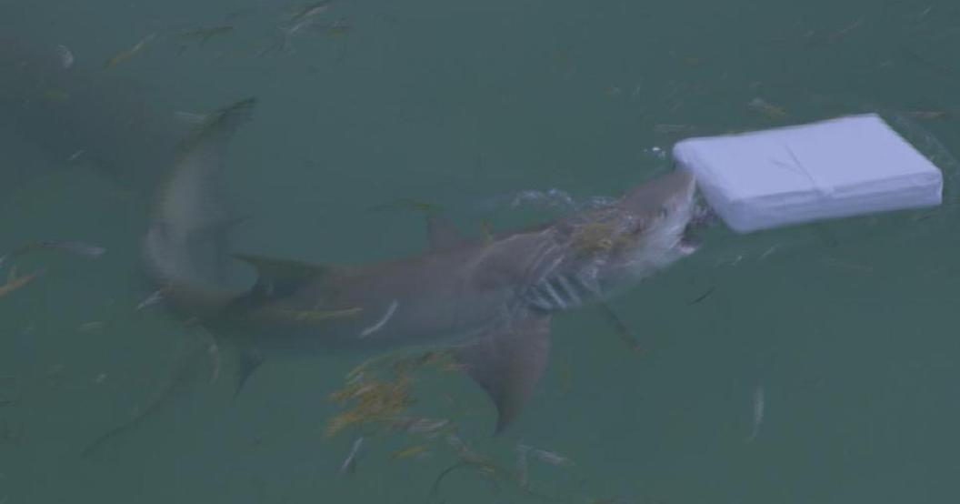 cocaine-sharks.jpg