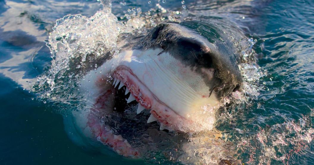 discovery-shark-week.jpg