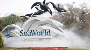 SeaWorld Giving Away Free Tickets? Park Updates Policy Amid Extreme Temperatures