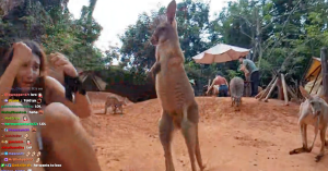 Kangaroo Punches Twitch Streamer During Live Broadcast