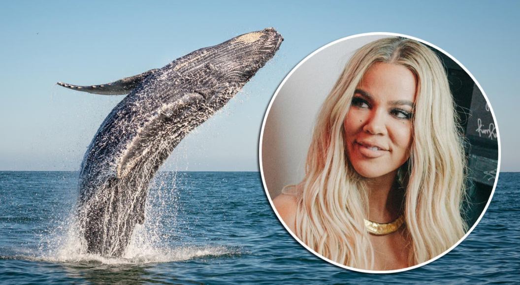 Happy whale breaching