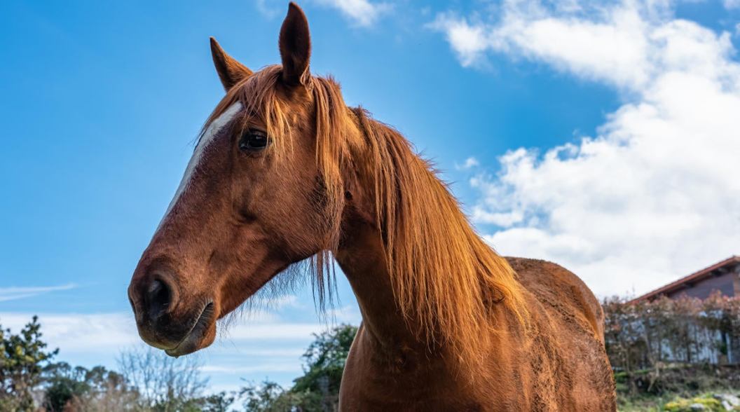 Portrait of a wild horse that walks loose in the mountains of northern Spain, Asturias.