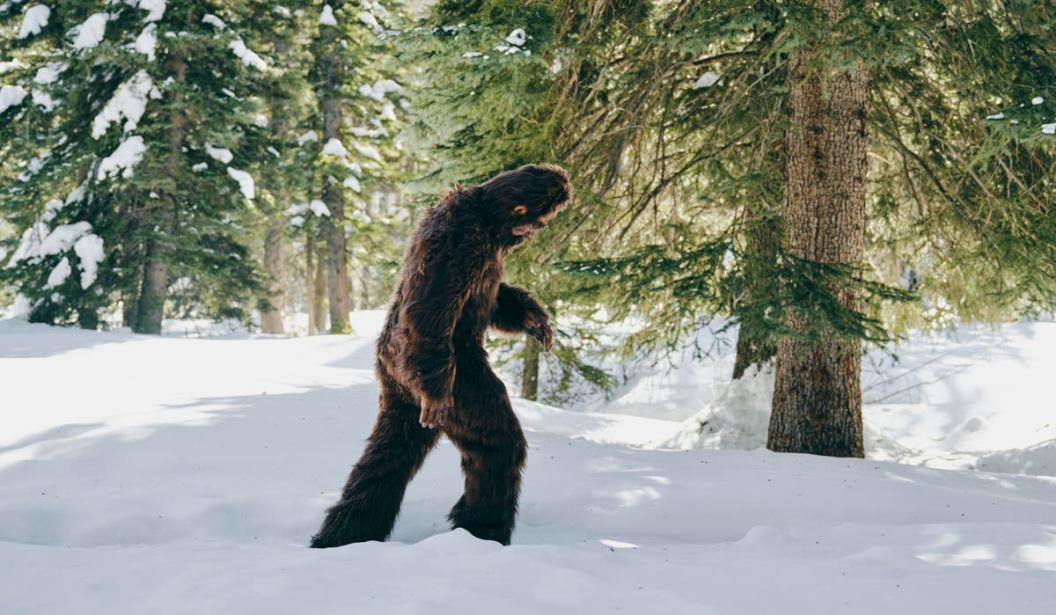 Sasquatch Bigfoot in the Forest