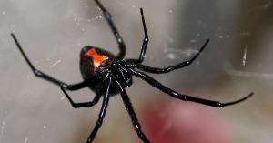 Rockstar Hospitalized After Black Widow Spider Bite