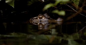 ‘Naked and Afraid XL’ Survivalists Face off Against a Massive Caiman in Exclusive Sneak Peek