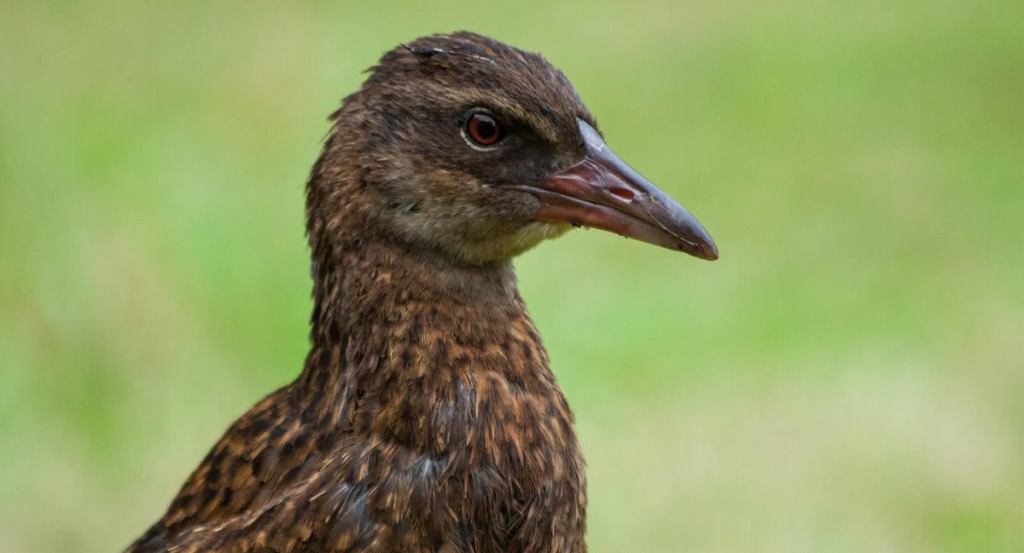 close up portrait of an adult weka at Kohaihai campsite, Kahurangi National Park, West Coast, New Zealand