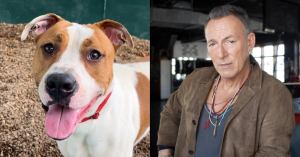 Dogs Named ‘Springsteen’ and ‘Lisa Frank’ Among Adoptable Pets at Nashville Animal Shelter