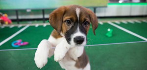 ‘Puppy Bowl’ Referee Dan Schachner Teases Cuteness and ‘Chaos’ Ahead of Big Game (Exclusive)