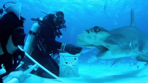 Netflix Tries to Beat ‘Shark Week’ With New TV Show