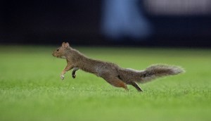 Watch: Squirrel Interrupts Major TV Broadcast