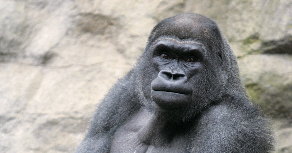 Little Joe, Infamous Gorilla Who Once Escaped Boston Zoo, Is Moving Homes — Will He Escape Again?